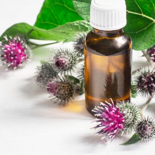 Wyciąg z rzepika pospolitego